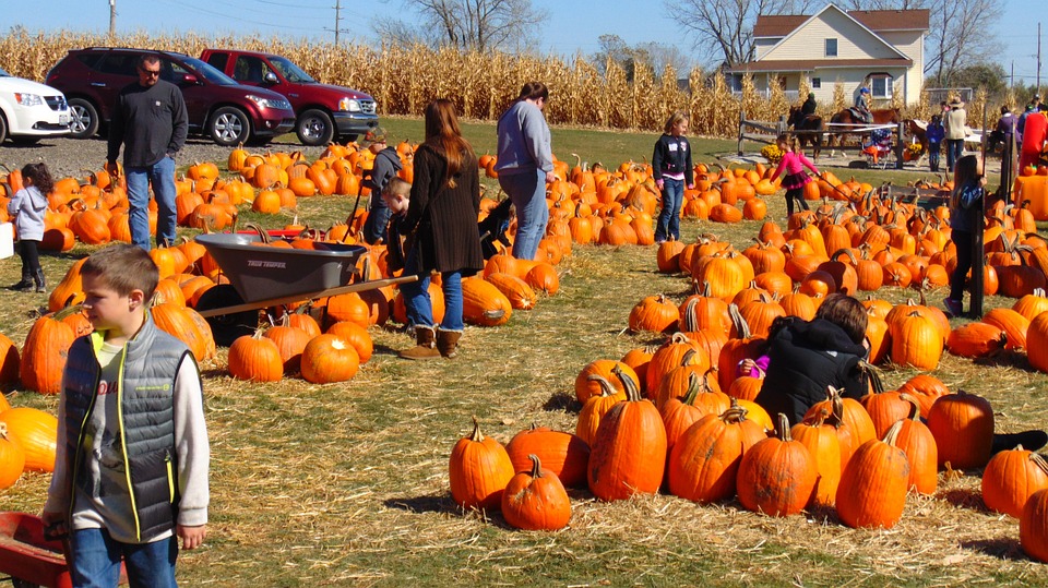 fall_pumpkin_patch