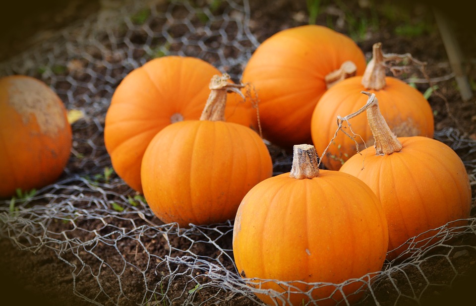 halloween-2016-pumpkins